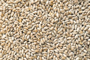 Une nouvelle variété de blé dur au secours des régions arides