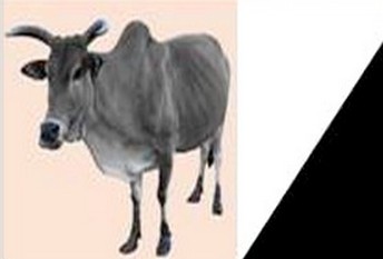 Evènements de Haayre Golleere | l'AJD/MR exprime sa plus vive préoccupation et sa profonde indignation