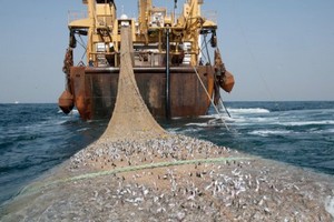 Huile et farine de poisson : quand l’Europe affame l’Afrique de l’Ouest 