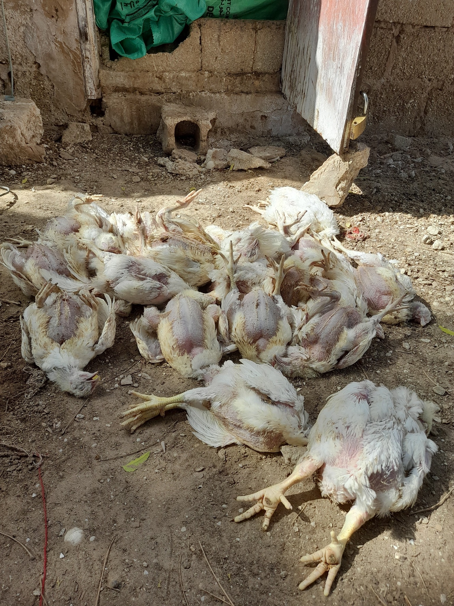 Pertes massives de volailles : le ministère de l’Elevage annonce des mesures