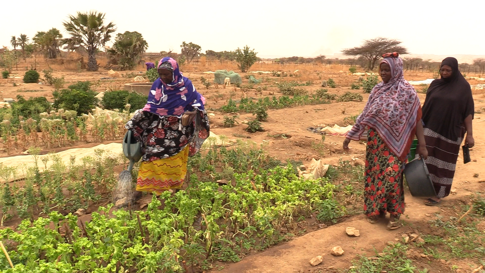 Mauritanie: tomates, aubergine, haricot... depuis 40 ans des femmes de MBeidya Sakha cultivent les valeurs de l’abnégation