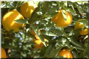  Exportations agroalimentaires marocaines : Les défis et opportunités de l’Afrique 