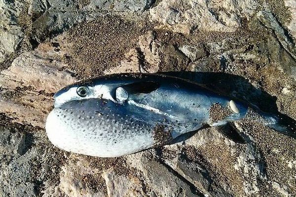 Le Gouvernement interdit la pêche et la commercialisation d’un poisson dont la toxicité peut être mortelle