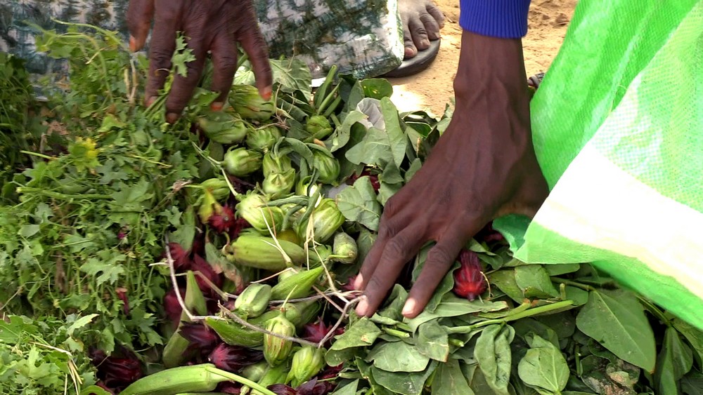 Mauritanie : création d’un deuxième pôle maraîcher dans un contexte de déficit chronique de légumes