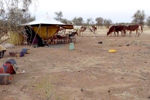 De la crise alimentaire en Mauritanie au crime écologique