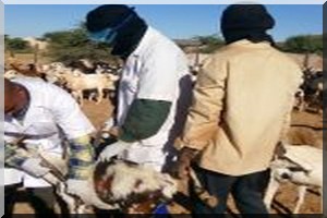 Zouerate : campagne de vaccination du cheptel 2016-2017 : des résultats à mi-parcours satisfaisants.