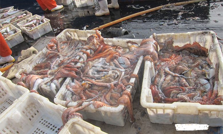 Mauritanie : le ministère des pêches invite à une large concertation pour la gestion du poulpe