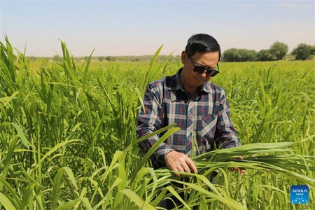 La « mission à vie » d'un expert chinois pour cultiver une oasis dans le désert de la Mauritanie