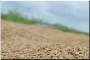 La Mauritanie satisfait à 85% ses besoins en riz (Président)