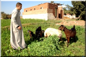 La région du Proche-Orient et de l'Afrique du Nord n'ont pas réussi à réduire de moitié la prévalence de la faim avec l’échéance de 2015