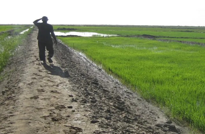 La Mauritanie demande au Sénégal d’activer l’accord signé dans le domaine de la lutte commune contre les oiseaux granivores