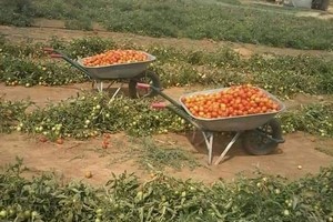 Un pont aérien en cours pour résoudre la crise des légumes en Mauritanie