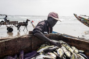 L’Afrique de l’Ouest privée de nourriture par la demande mondiale en huile et farine de poisson