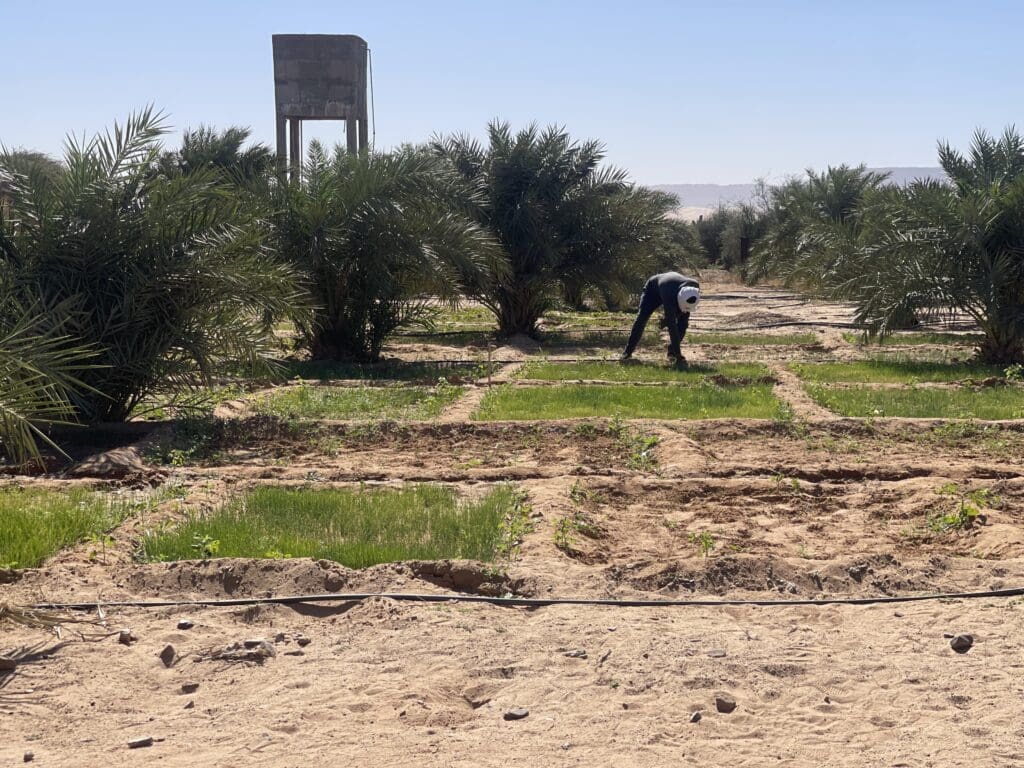 Mauritanie : nouveau projet agricole offrant 200 opportunités d’emplois pour les jeunes 