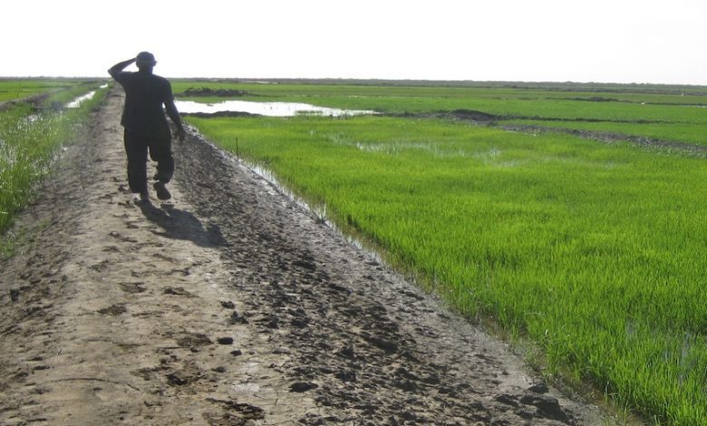 Trarza : lancement de la campagne agricole pluviale 2022-2023