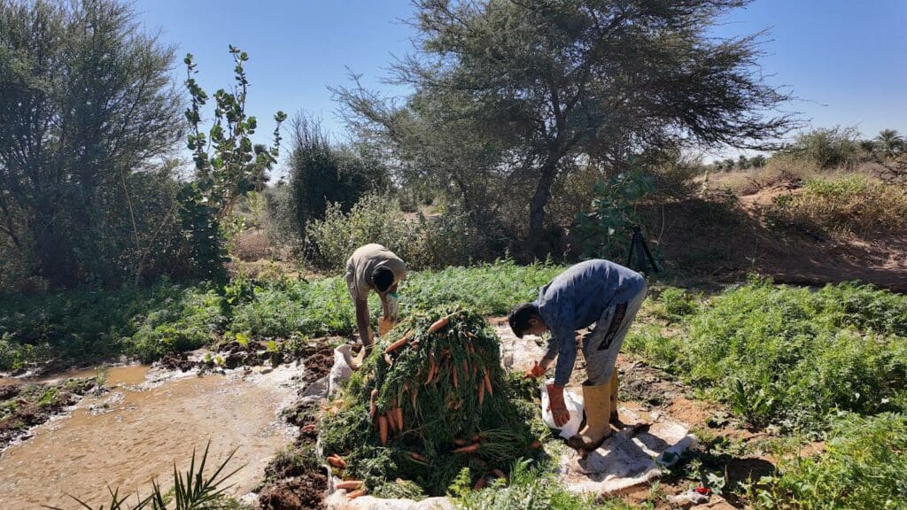 Les inondations du fleuve Sénégal menacent la production agricole en Mauritanie