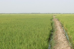 Mauritanie: à Rome, le FIDA accorde 50 millions de dollars à Nouakchott pour le développement de son agriculture 