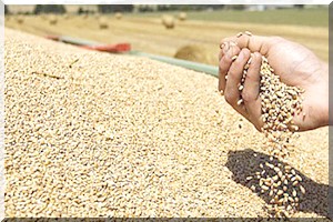 Assurer l’autonomie alimentaire de ces pays, défi majeur pour demain 