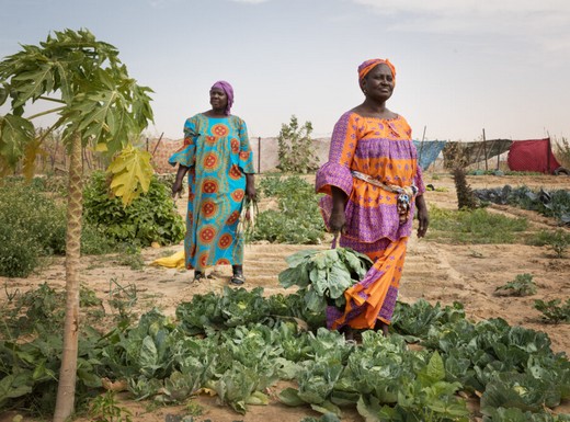 Agroécologie : en Mauritanie, 3 exemples inspirants