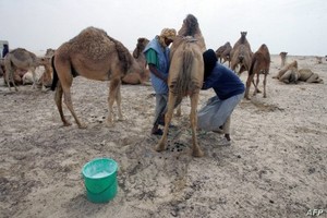 Mauritanie : 8 décès suite à la fièvre de la vallée du Rift