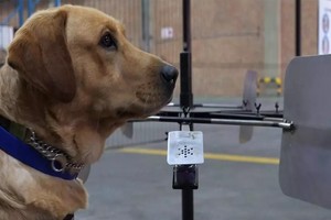 Une entreprise de sécurité sud-africaine entraîne ses chiens à détecter le Covid-19