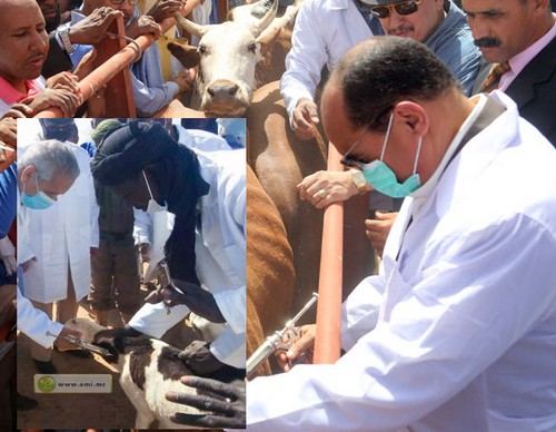 Mauritanie: La campagne de vaccination du bétail se poursuit au Trarza