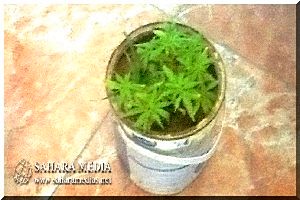 Arrestation de trois trafiquants de chanvre indien 