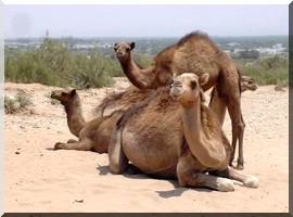 Tagant : Avortement animal en série à Goudiya et à Nimalane.  