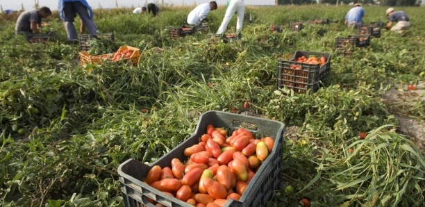 Programme de la migration légale : 50 travailleurs agricoles vont se rendre en Espagne