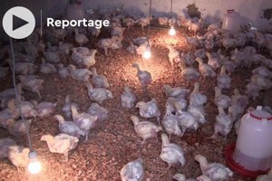 Vidéo. Mauritanie: le poulet de chair prend son envol