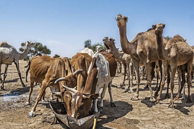 Mauritanie : la transformation des systèmes alimentaires pour faire face aux sécheresses