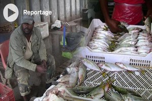 Vidéo. Mauritanie: des industriels de la pêche soutiennent la politique visant un large accès aux poissons 