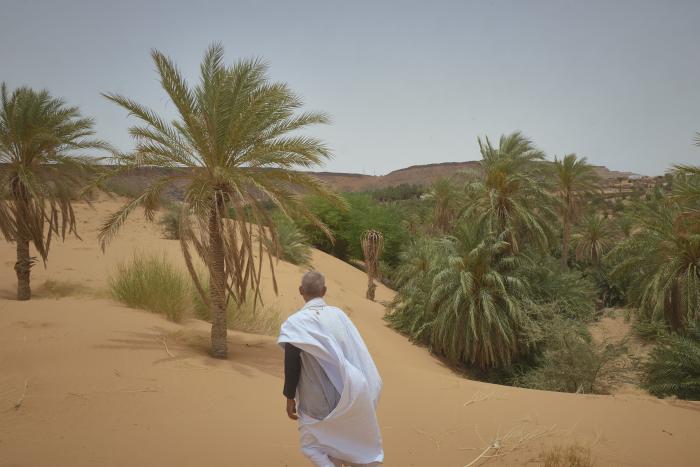 En Mauritanie, l'indispensable datte menacée par le changement climatique