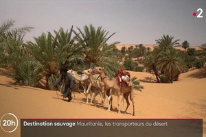 Mauritanie : à la découverte des transporteurs du désert 