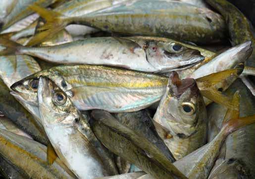 Le prix d'un kg de poisson Aziz augmente de 100%