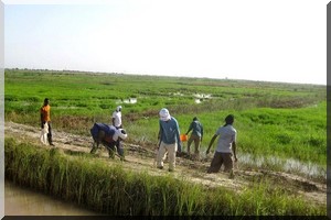  Les diplômés intégrés au secteur agricole demandent à l’état de respecter ses engagements