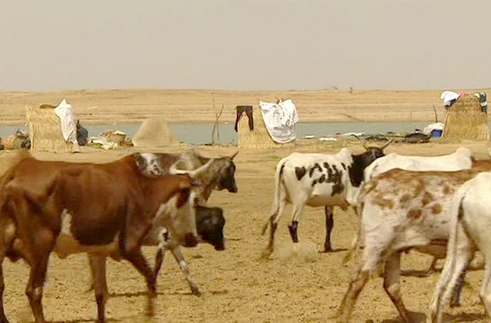 Embargo contre le Mali : les faveurs du Sénégal à la Mauritanie pour le bétail de tabaski 2022