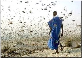 Arrivée probable d'essaims de criquet en provenance du Sahel: D'importants moyens mis ...