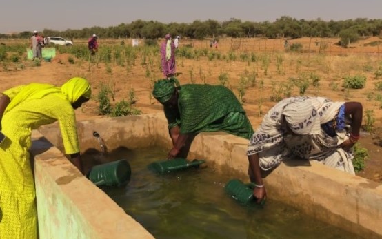 Mauritanie: à force de bras, ces femmes de Rindiaw font reverdir le désert... et ça paie