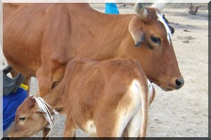 Mauritanie: Boghé aura son complexe laitier