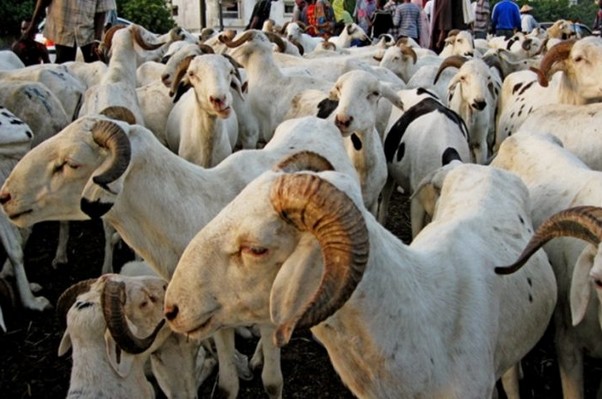 L’Arabie Saoudite lève son interdiction d’importation de moutons en provenance de Mauritanie