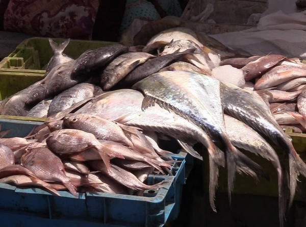 La Mauritanie, pays aux côtes parmi les plus poissonneuses, frappée par une pénurie de poisson