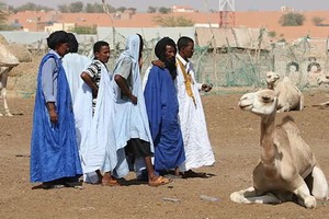 Mauritanie : le gouvernement cherche à mettre en place un plan pour l’acquisition des intrants d’élevage