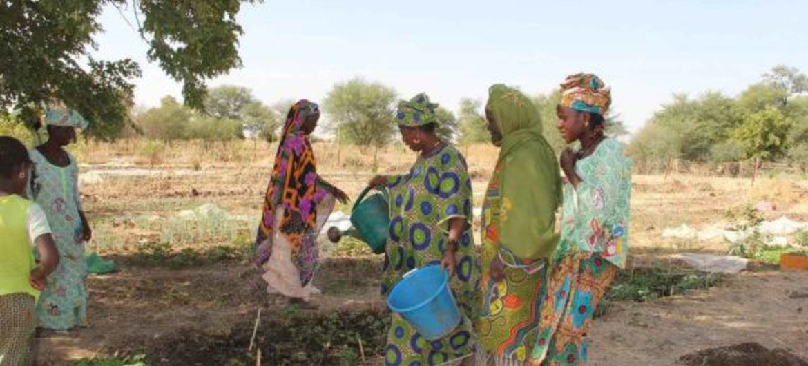 Mauritanie : les agriculteurs en quête de résilience face à la sécheresse 
