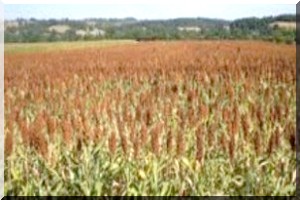  176 millions de dollars de la BID pour l'agriculture des pays du Sahel  