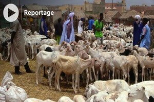 Vidéo. Mauritanie: des moutons inaccessibles et une clientèle qui se fait rare avant la tabaski