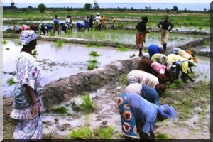 Mauritanie: une nouvelle réforme foncière pour légitimer l'accaparement des terres de la vallée!