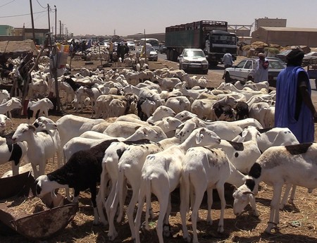 Nouakchott : Flambée du prix du mouton à l’approche de l’Aïd