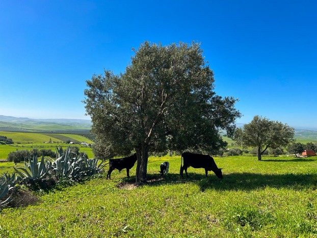 Météorologie : des indicateurs favorables pour la campagne agricole et les pâturages