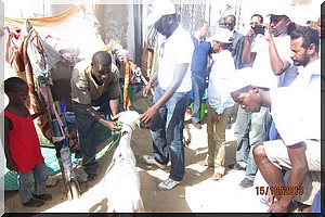 Fête de Tabaski  : 60 moutons distribués aux veuves et aux personnes handicapées - [PhotoReportage]